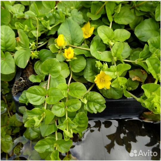 Вербейник монетчатый и (весной) Лисимаха