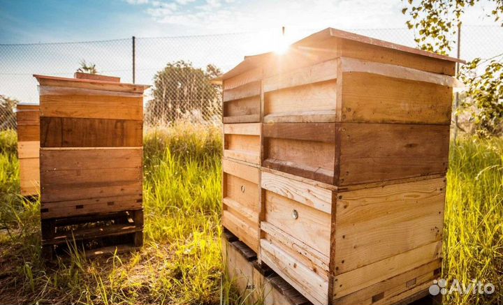 2024 Мёд натуральный из Алтая опт