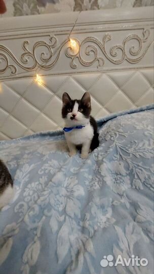 Котята мальчики