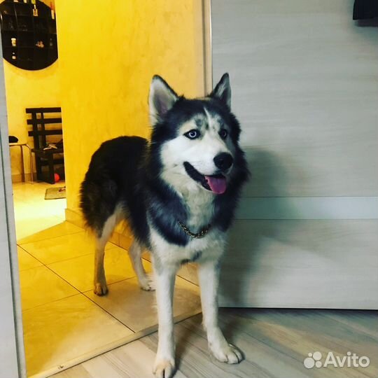 Хаски для вязки