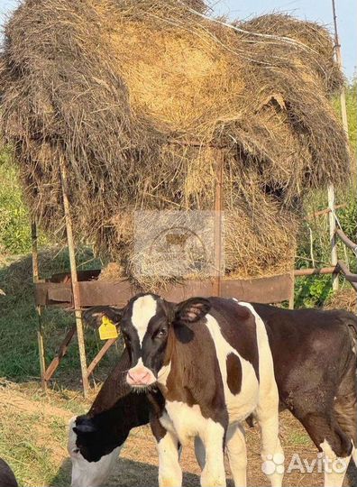 Телята мясных пород