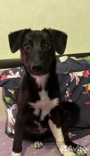 Любимка Лика