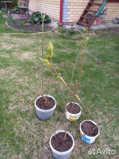 Саженцы сирени сортовые махровые. Сирень