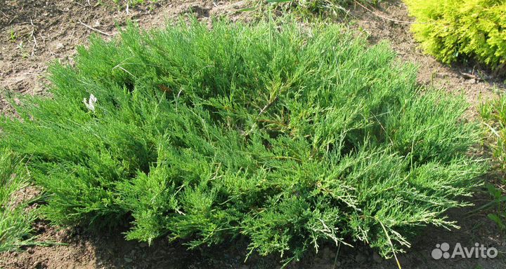 Можжевельник стелющийся в ассортименте