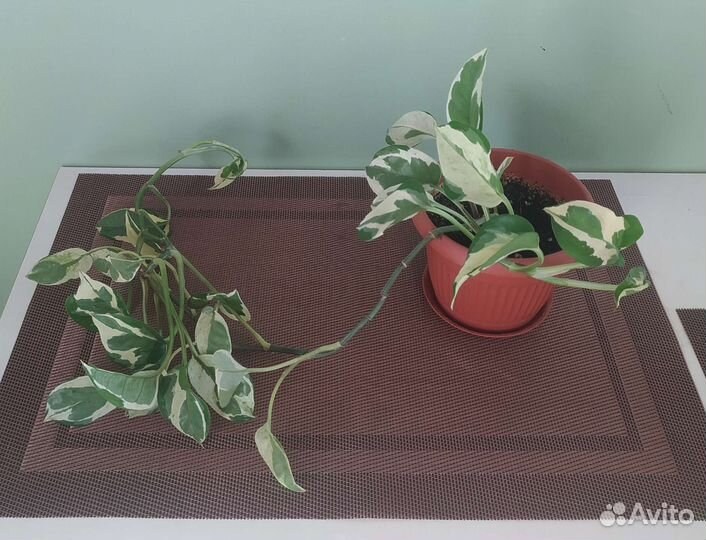 Сциндапсус н джой