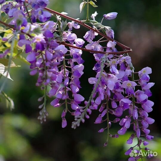 Глициния семена