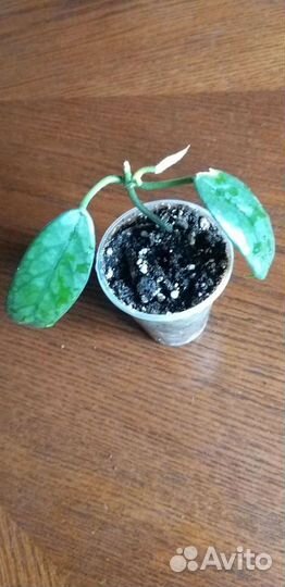 Хойи сортовые