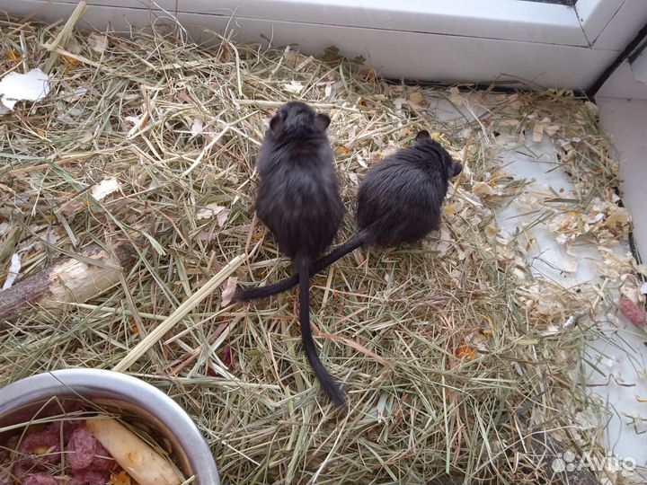 Монгольские песчанки