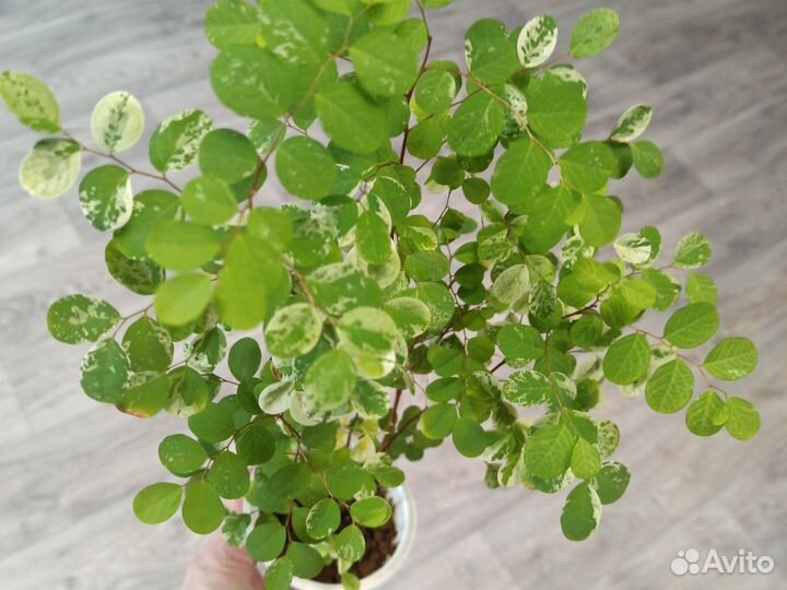 Брейния снежная