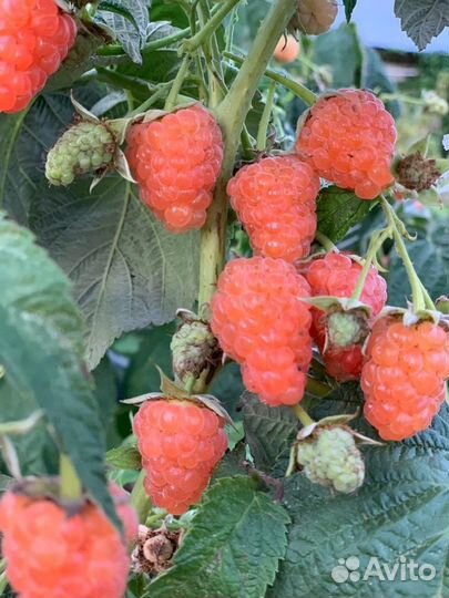 Саженцы малины