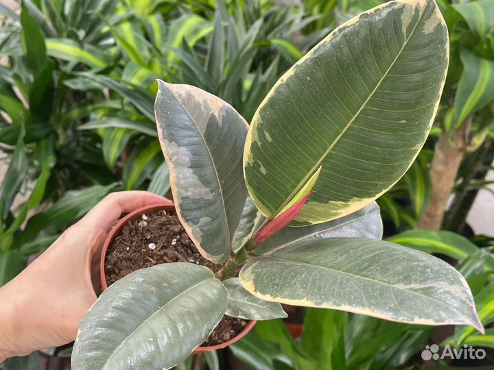 Фикус эластика Тинеке