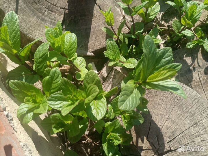 Мята ментоловая