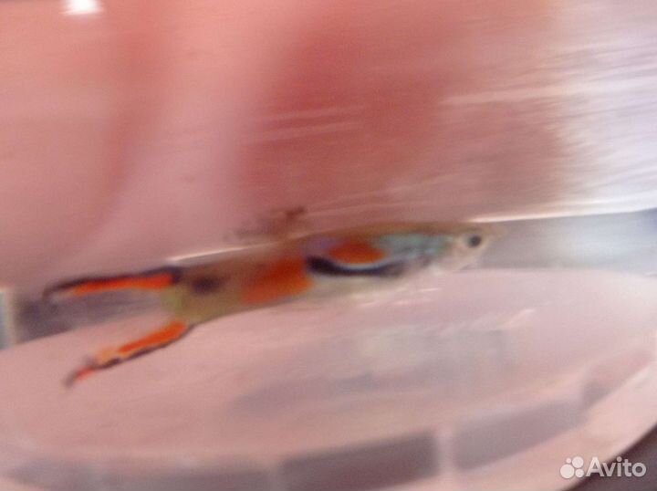 Аквариумные рыбки гуппи