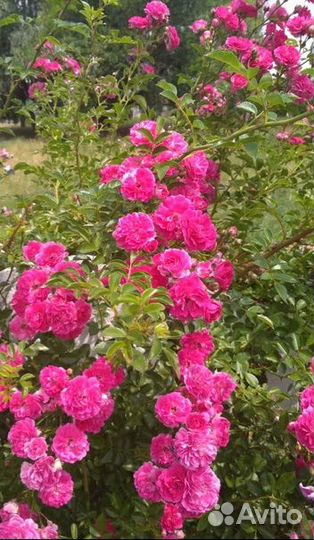 Розы (саженцы