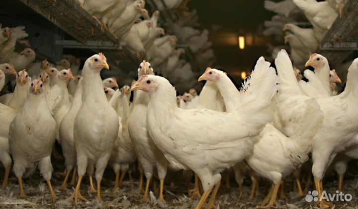 Куры молодые несушки в возрасте 3,5-5 мeсяцев
