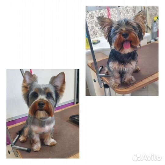 Стрижка собак мелких пород. Чистка зубов уз