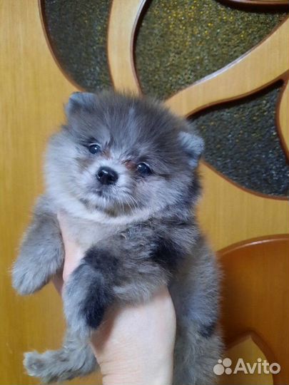 Померанский шпиц мини