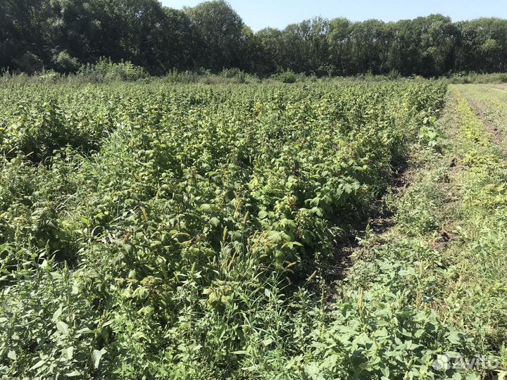 Саженцы ремонтантной малины