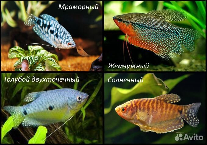 Гурами 12 видов - Аквасалон Дискус