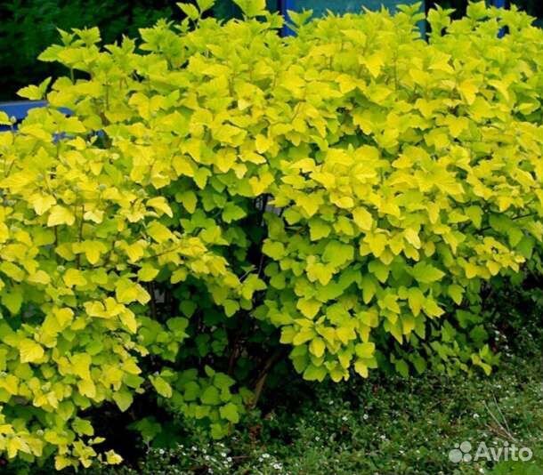 Декоративные садовые растения.Пузыреплодник Лютеус