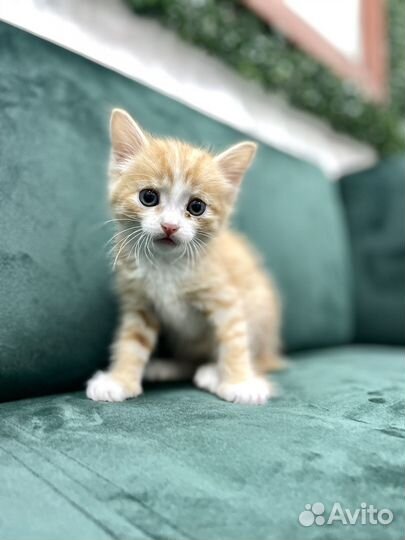 Рыжий котенок