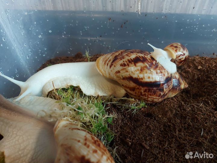 Улитки ахатины