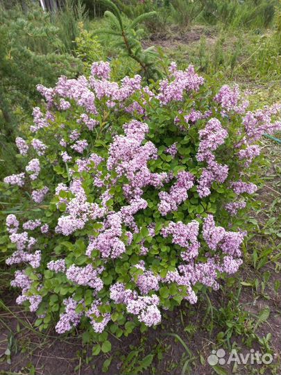 Декоративные и плодовые растения