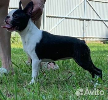 Бостон терьер