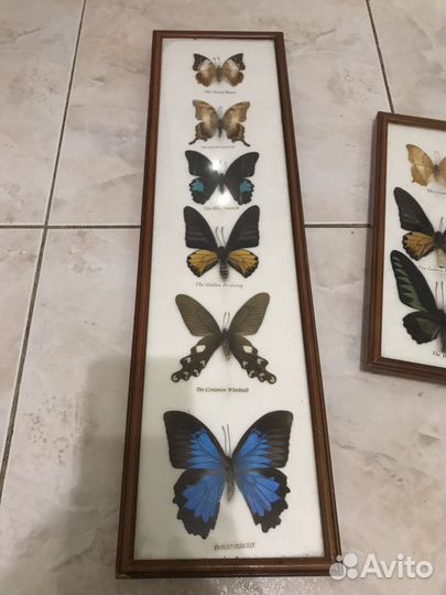 Панно из Бабочек Картина