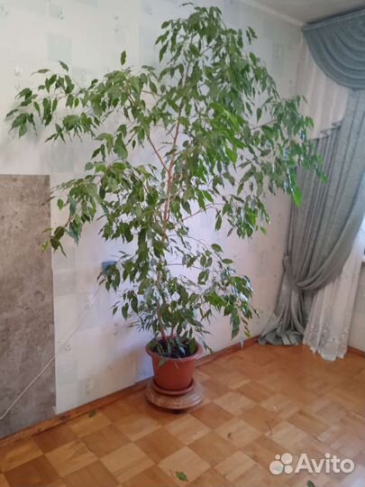 Фикус бенджамина большой