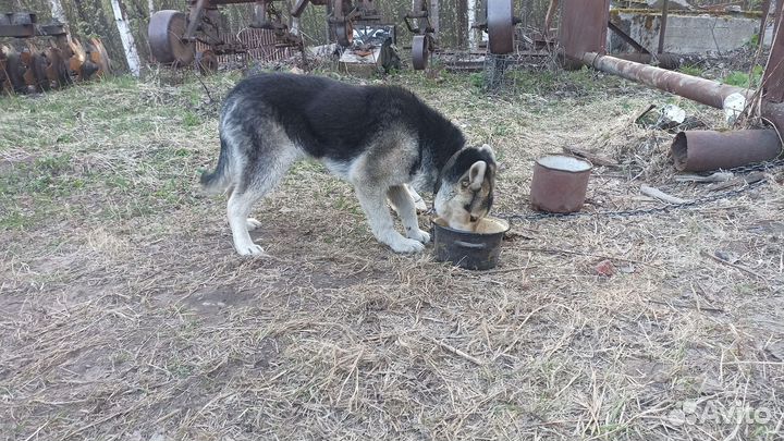 Щенок в добрые руки бесплатно