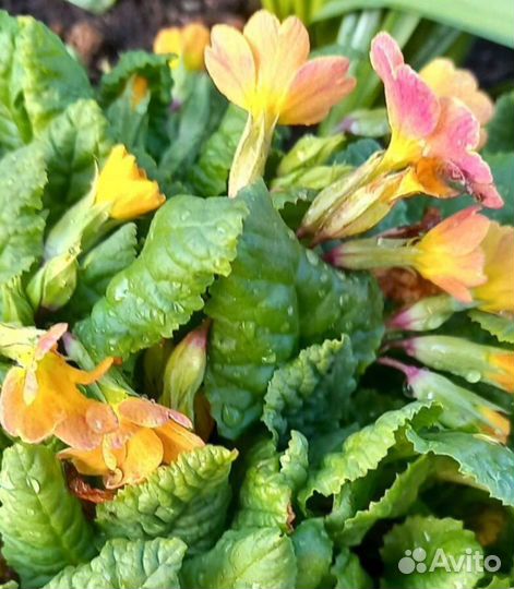 Рябчик, примулы