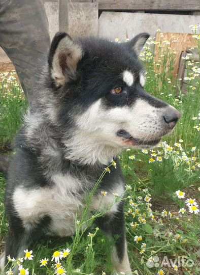 Аляскинский маламут, метис, сука
