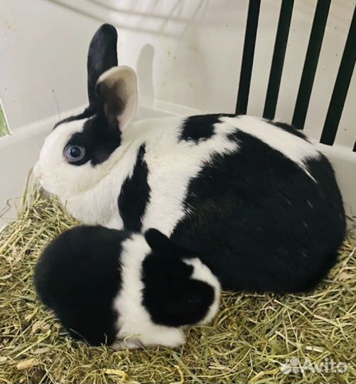 Голубоглазые мини крольчата