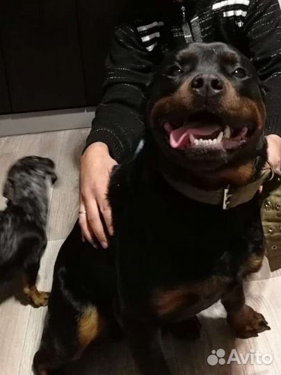 Вязка ротвеллер