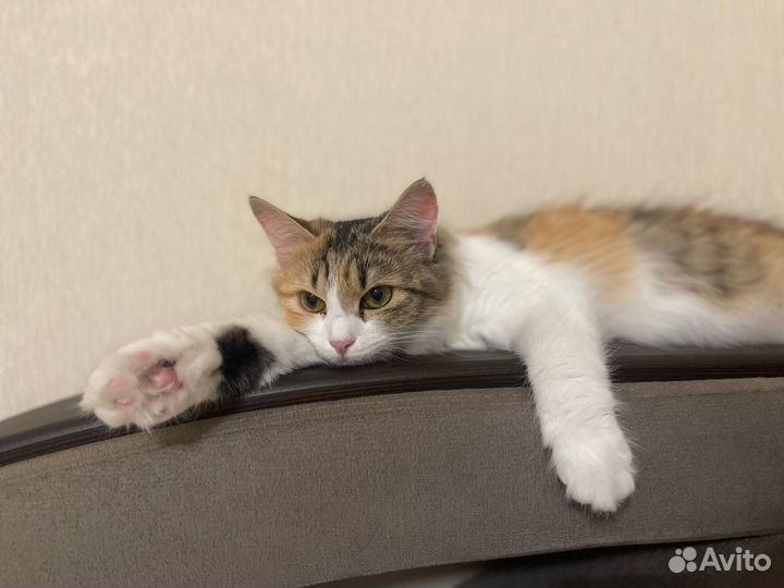 Кошка в дар