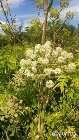 Мёд дягилевый