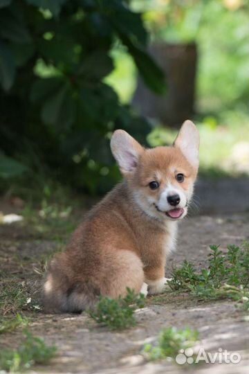 Вельш-корги пемброк щенки