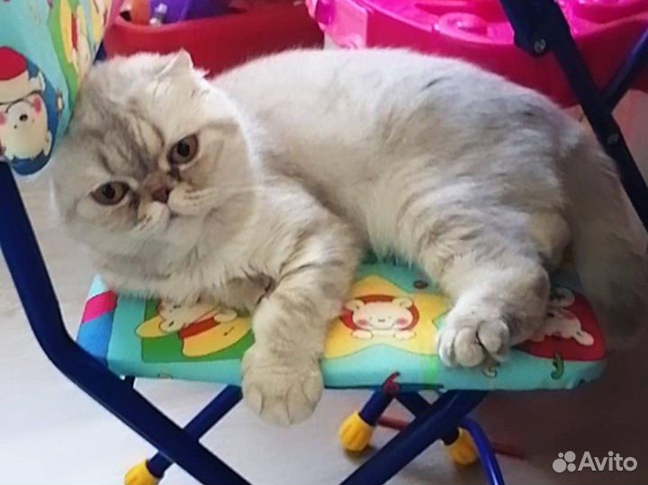 Кошка вислоухая плюшевая