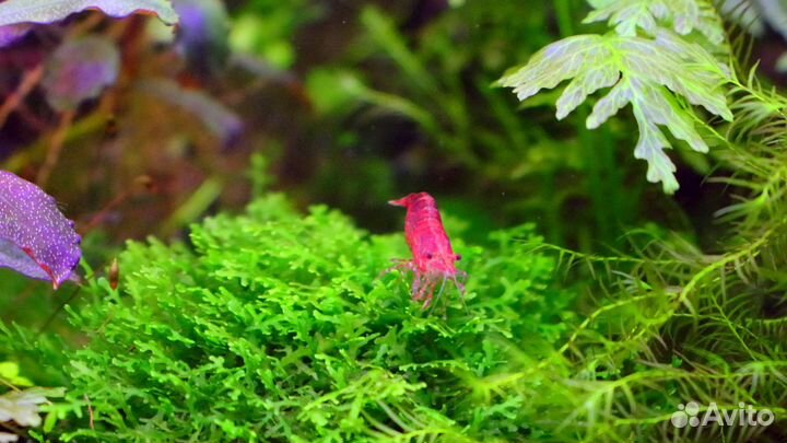 Креветки Вишни