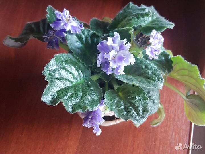 Продаю свои фиалки