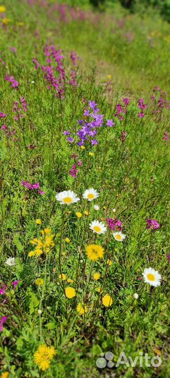 Травы, ягоды