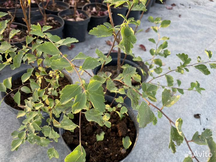 Растения Спирея белая