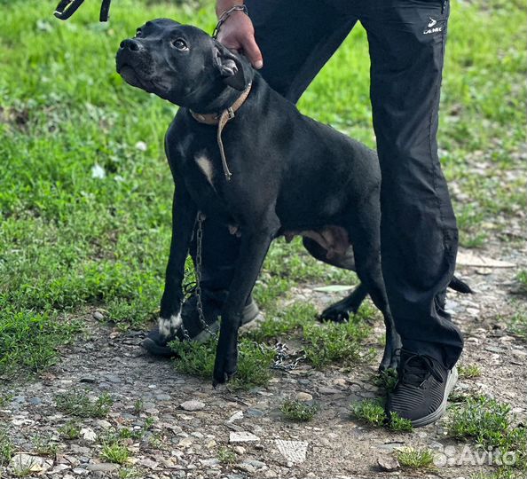 Собака питбуль