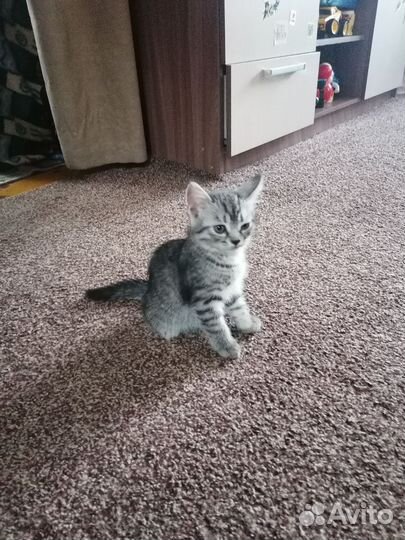 Отдам котят