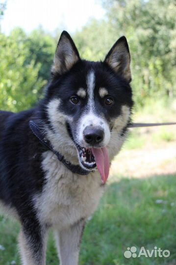 Русско-европейская лайка в добрые руки