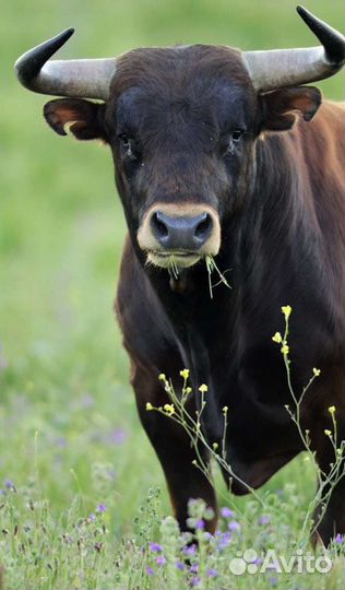 Забой скота