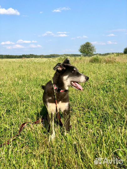 Щенок мальчик Барон 5 мес ищет дом