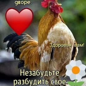 Куры домашние