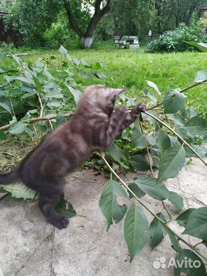 Отдам в добрые руки котят, родились 02.05.23